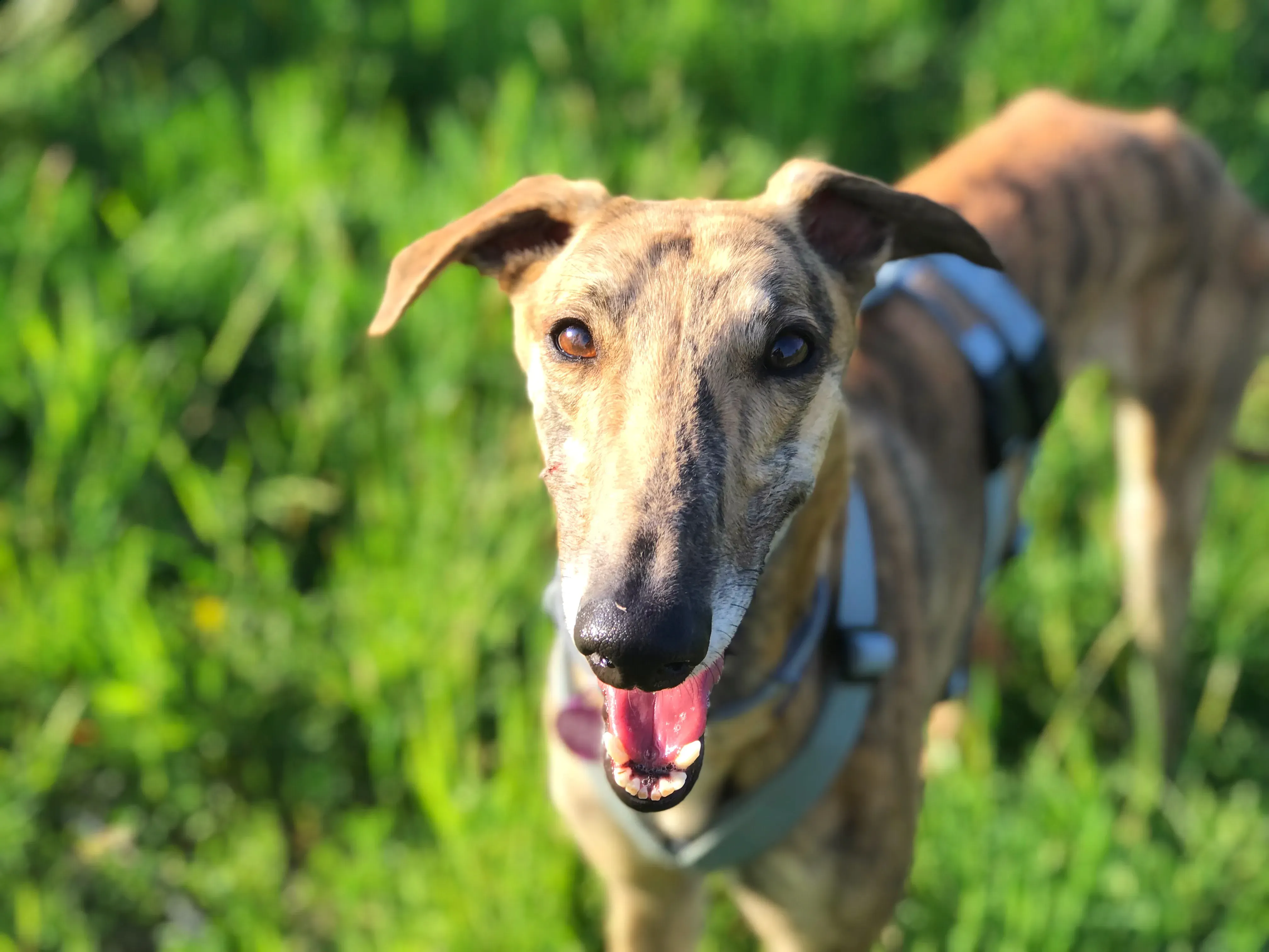 mia adozione greyhound macao 7 2