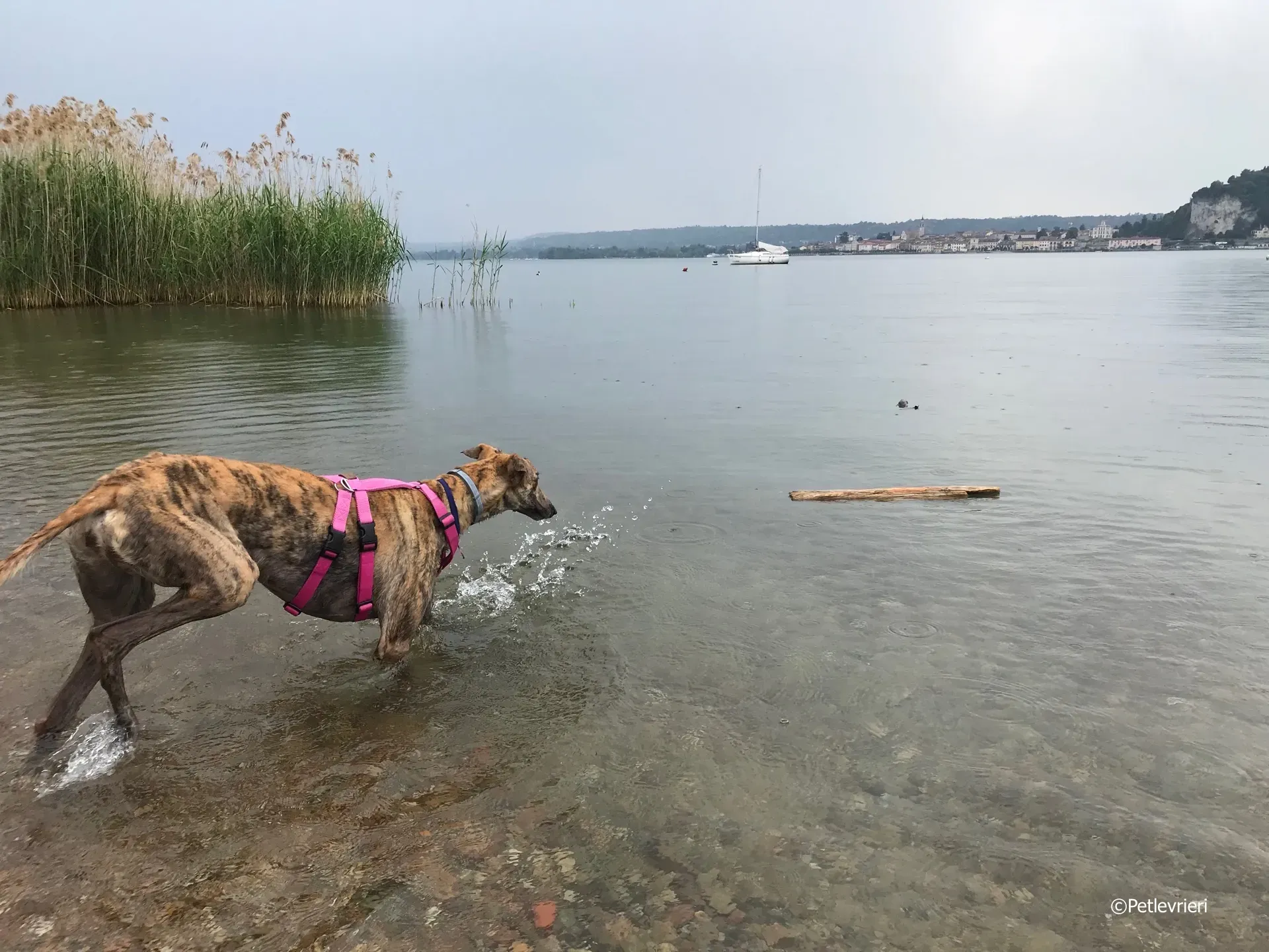 mia adozione greyhound macao 7