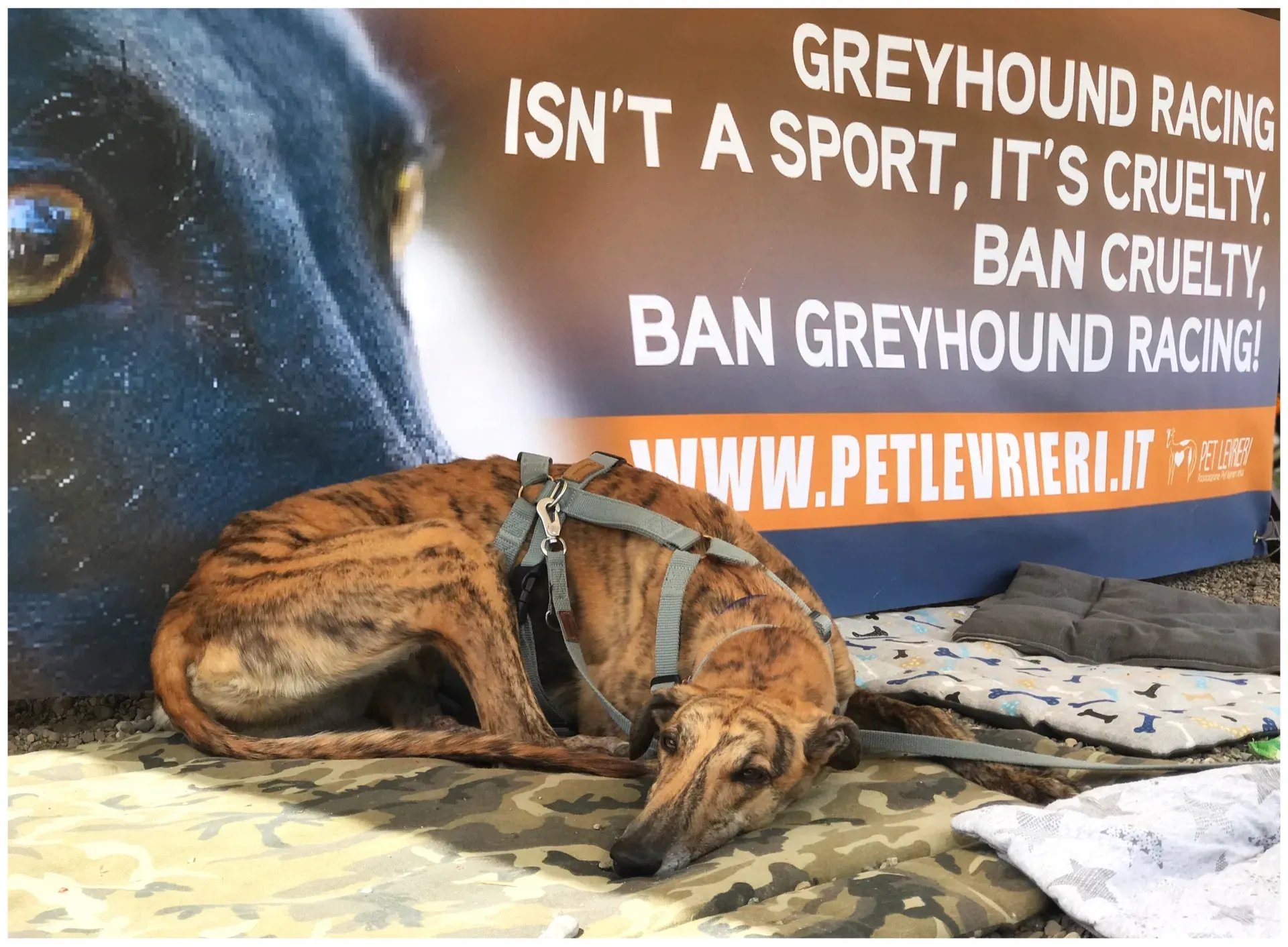 mia adozione greyhound macao 8 1