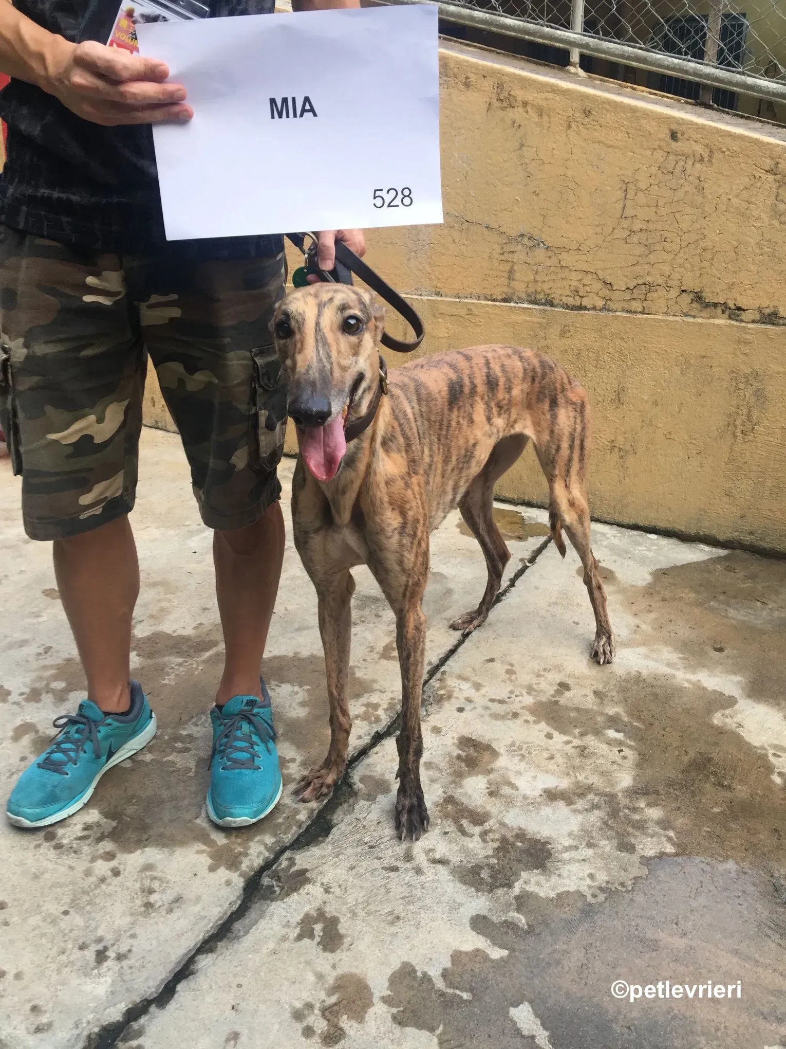 mia adozione greyhound macao 7