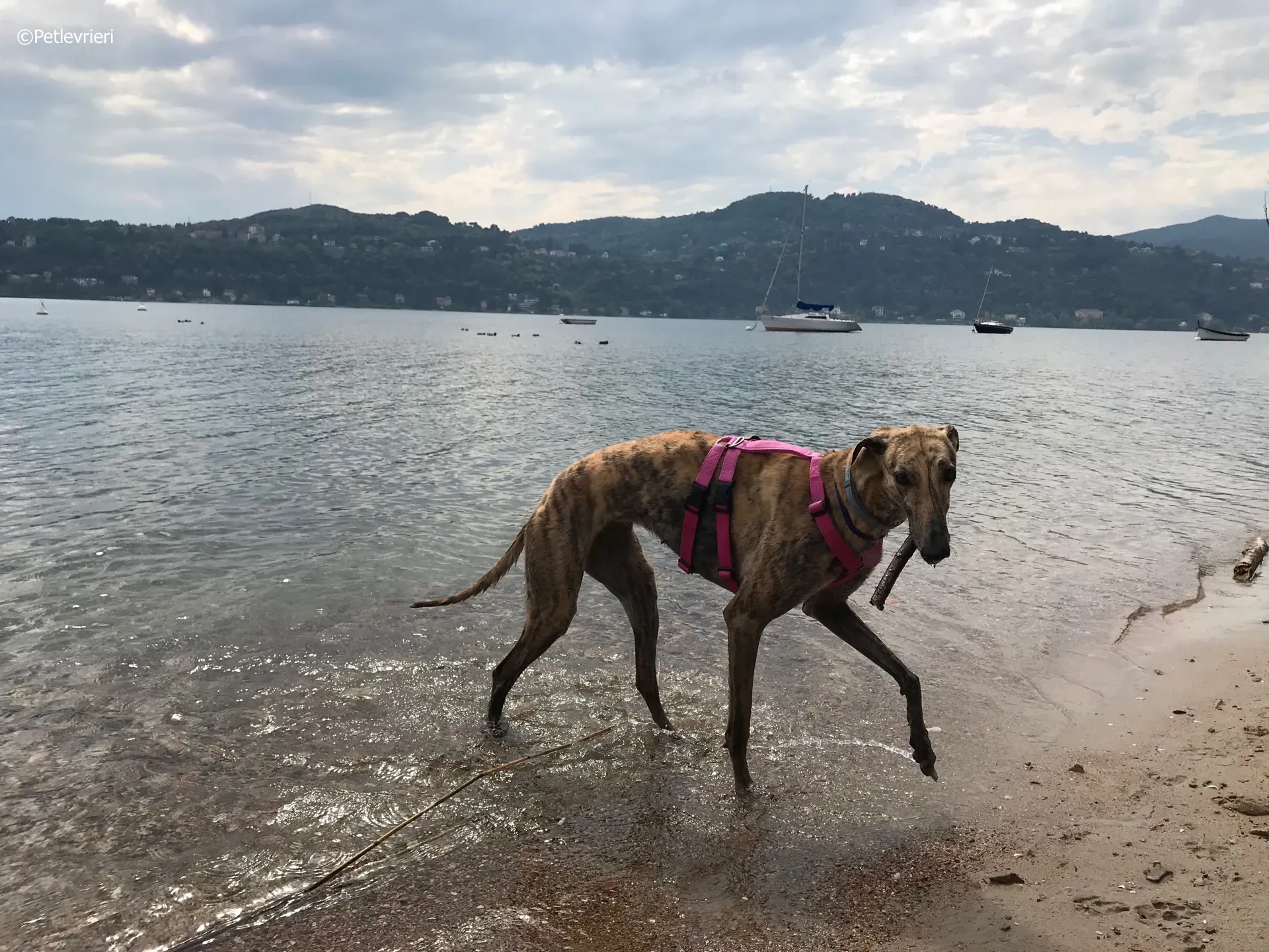 mia adozione greyhound macao 9 1