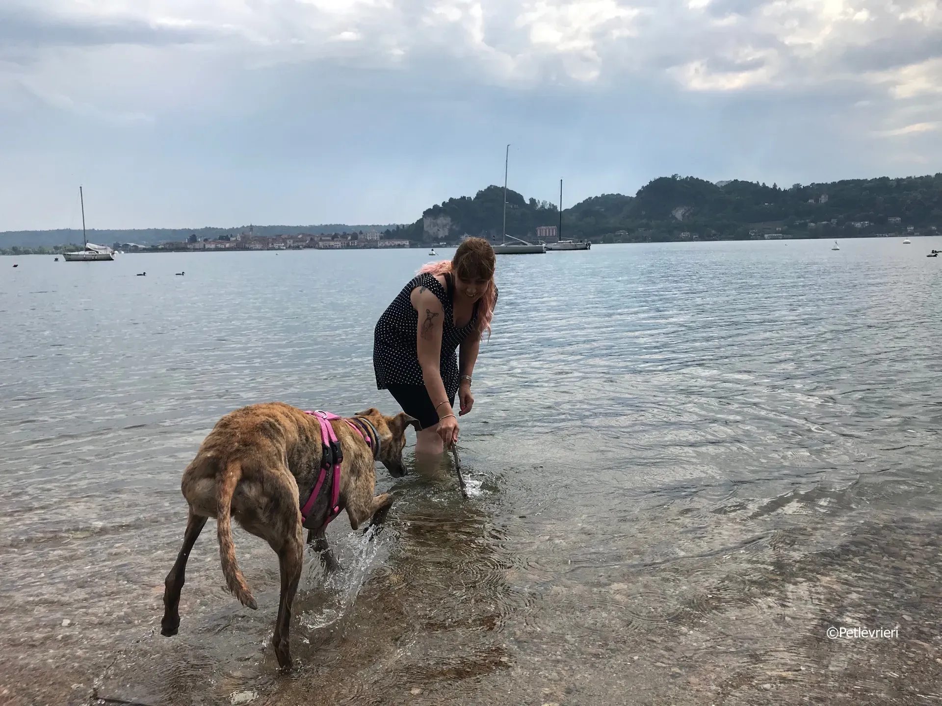 mia adozione greyhound macao 8