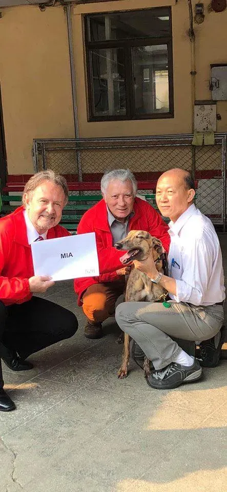 mia adozione greyhound macao