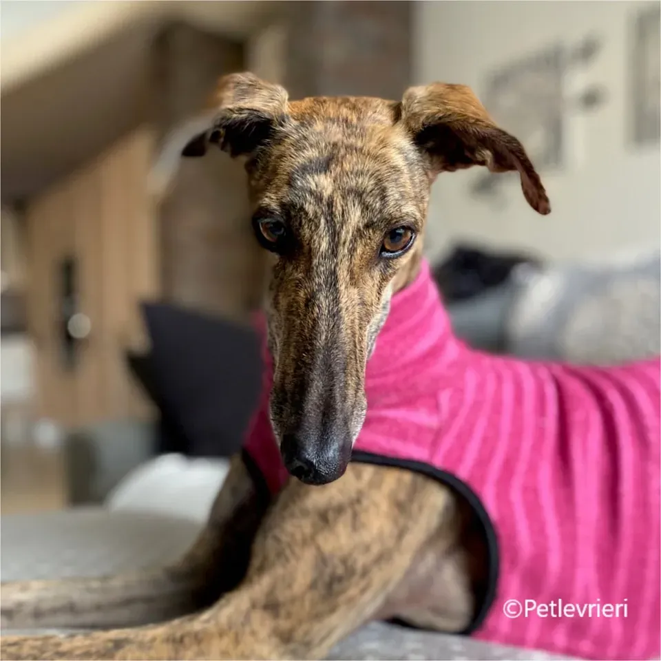 mia galgo pet levrieri felici casa1