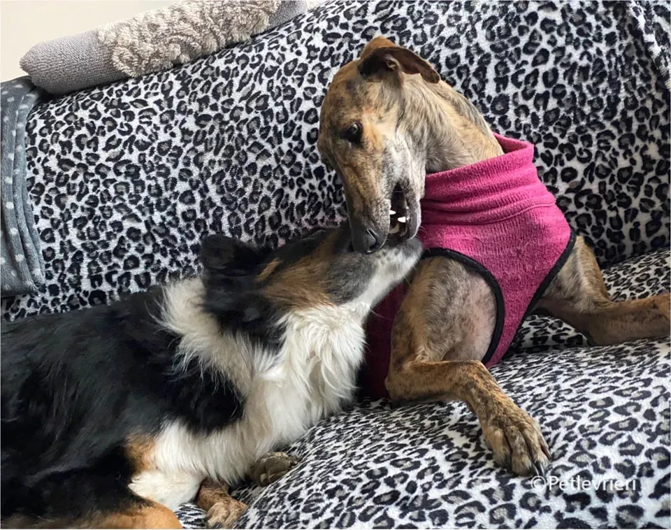 mia galgo pet levrieri felici casa10