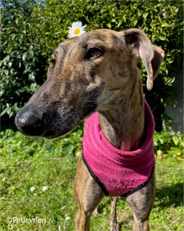 mia galgo pet levrieri felici casa11