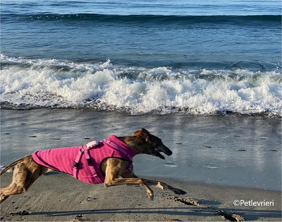 mia galgo pet levrieri felici casa12