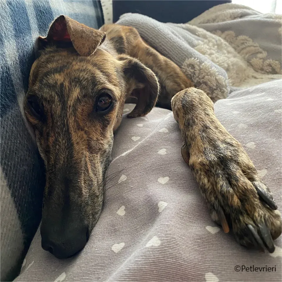 mia galgo pet levrieri felici casa2