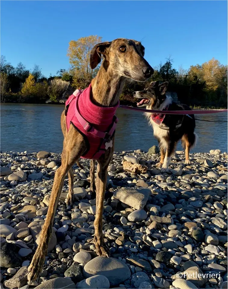 mia galgo pet levrieri felici casa3