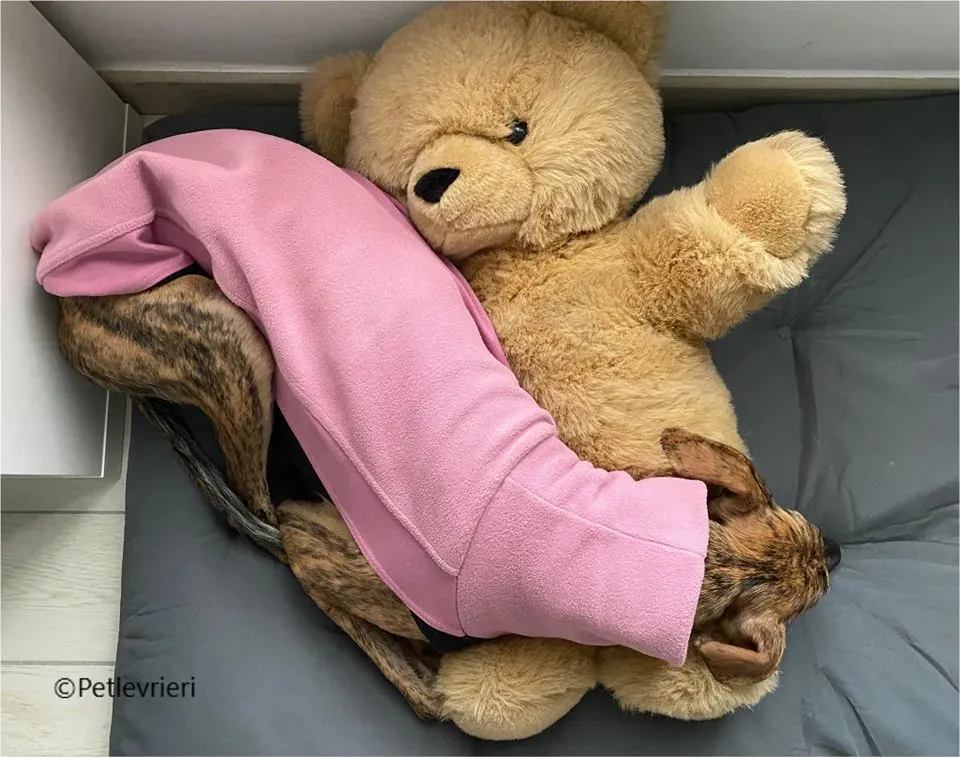 mia galgo pet levrieri felici casa4