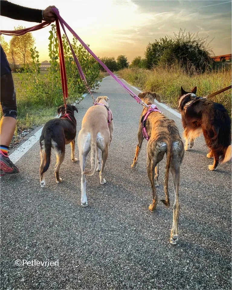 mia galgo pet levrieri felici casa5
