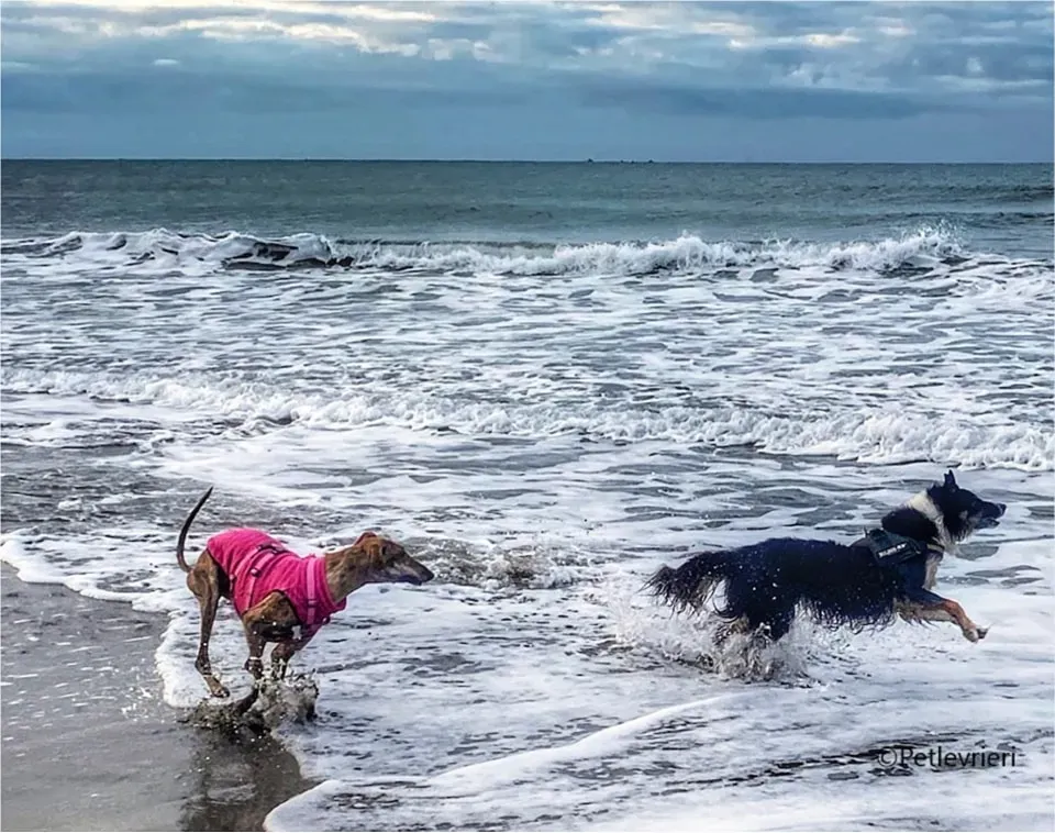 mia galgo pet levrieri felici casa6