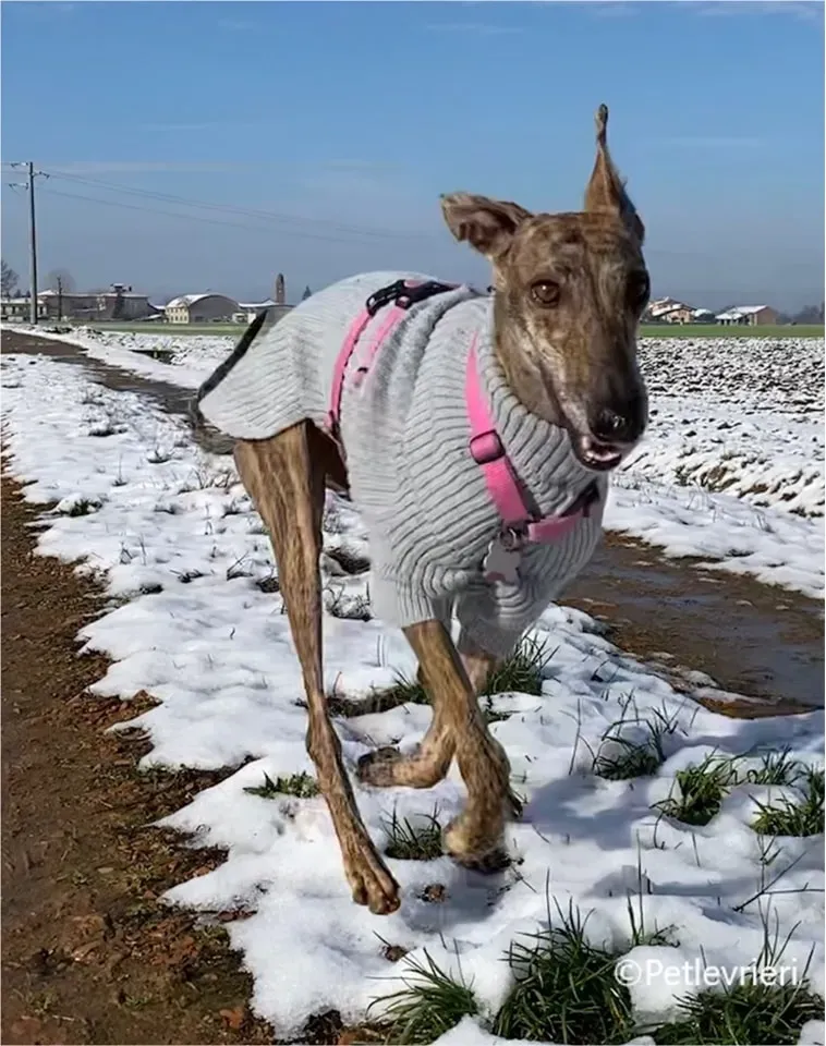 mia galgo pet levrieri felici casa7