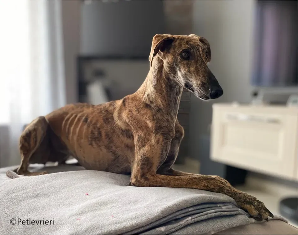 mia galgo pet levrieri felici casa8