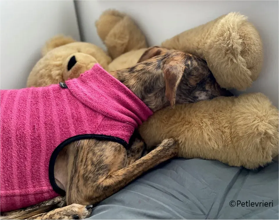 mia galgo pet levrieri felici casa9