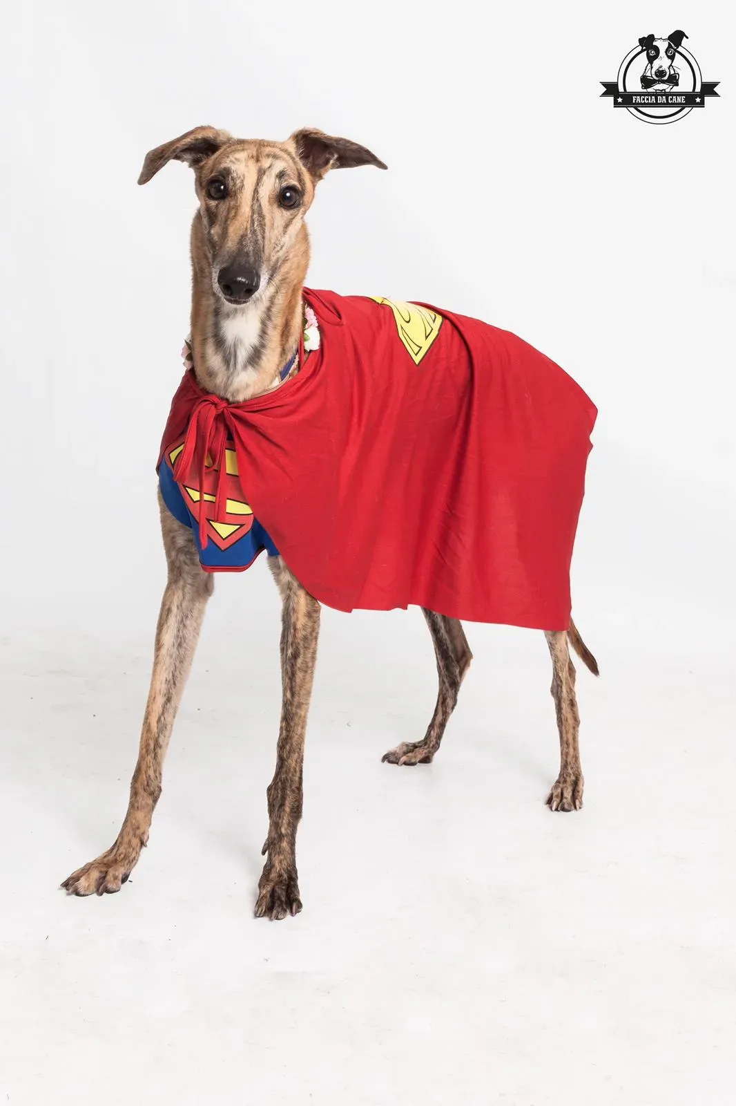 mia greyhound macao
