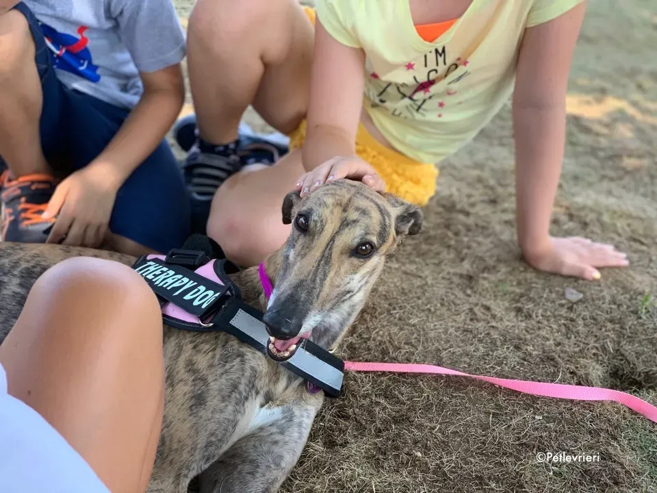mia greyhound pet therapy 1