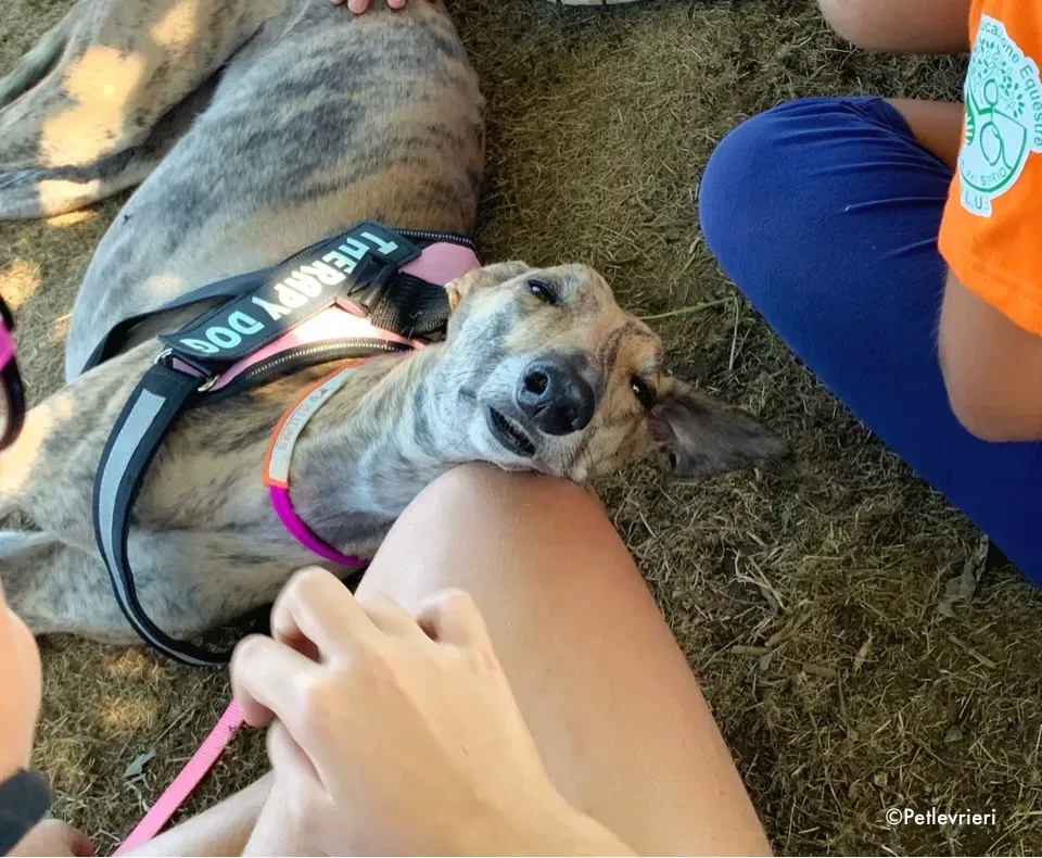 mia greyhound pet therapy 2