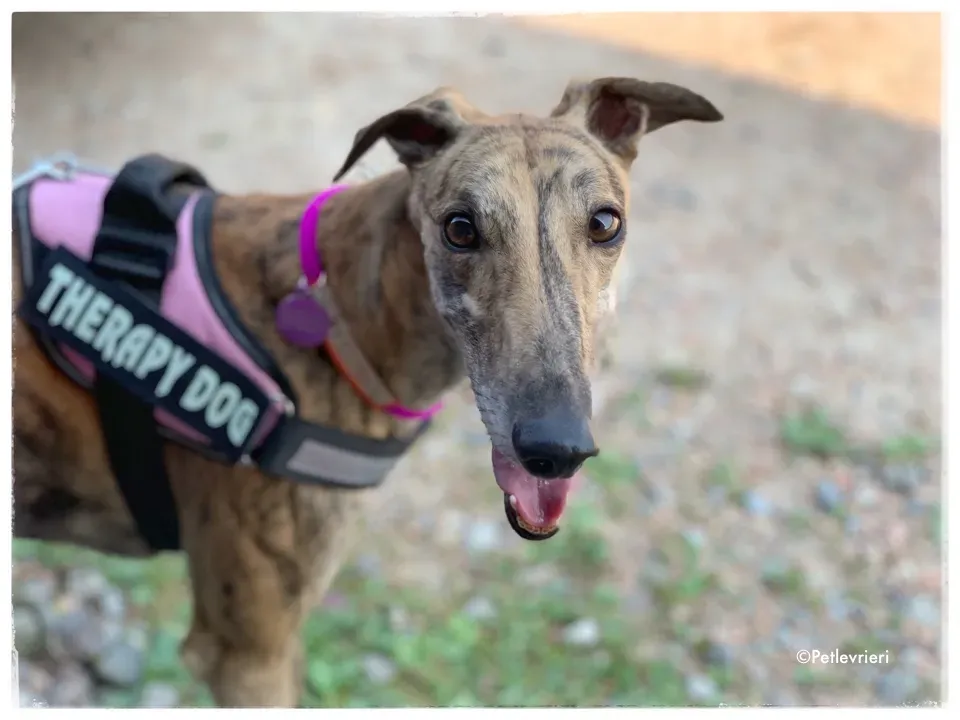 mia greyhound pet therapy 4