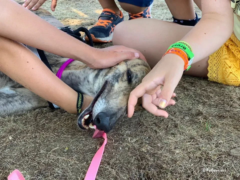 mia greyhound pet therapy 5