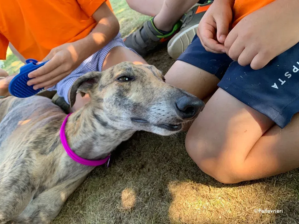 mia greyhound pet therapy 6