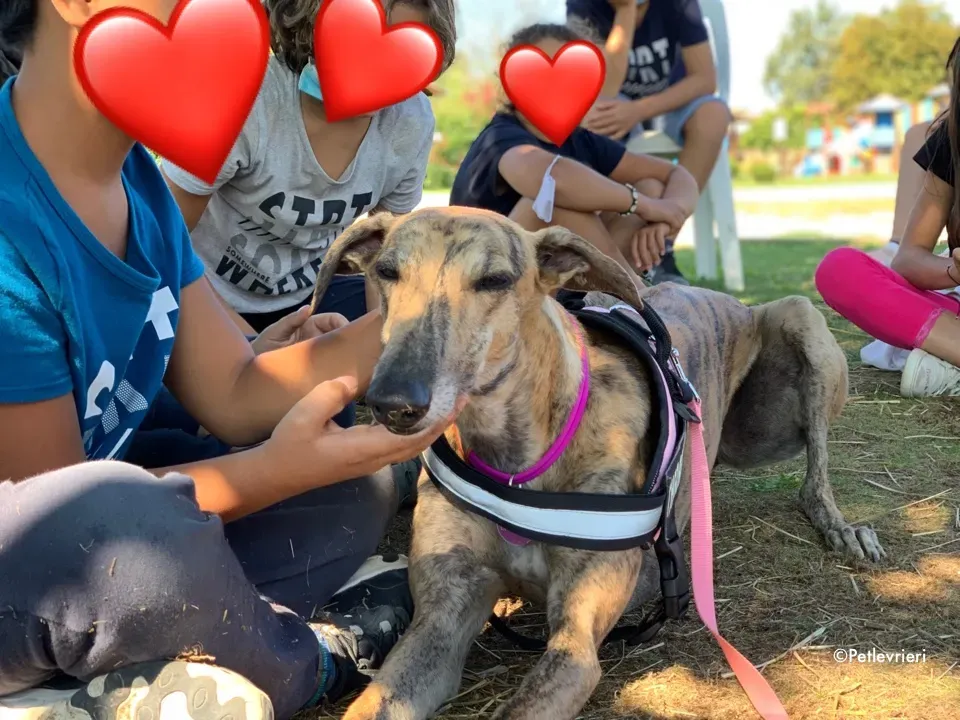 mia greyhound pet therapy 8