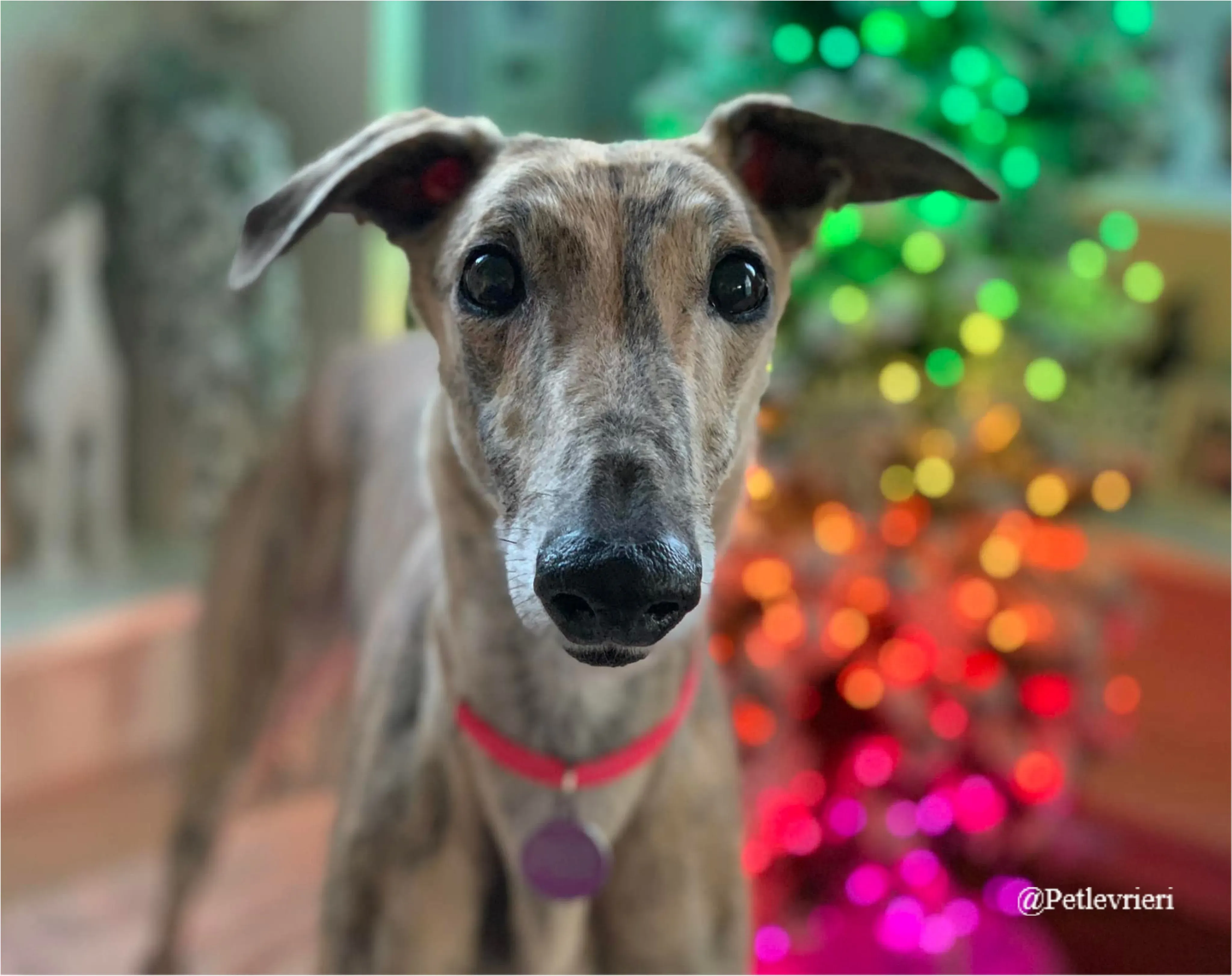 mia pet levrieri natale 2021