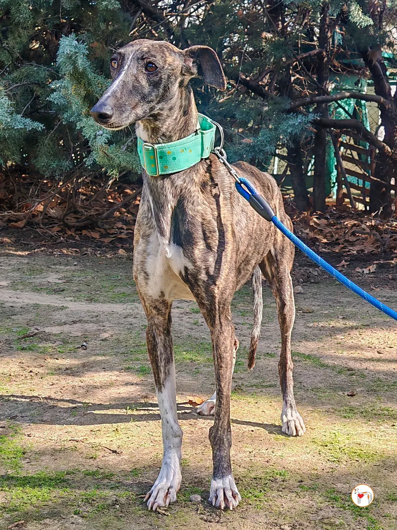 mia galgo adozione 01