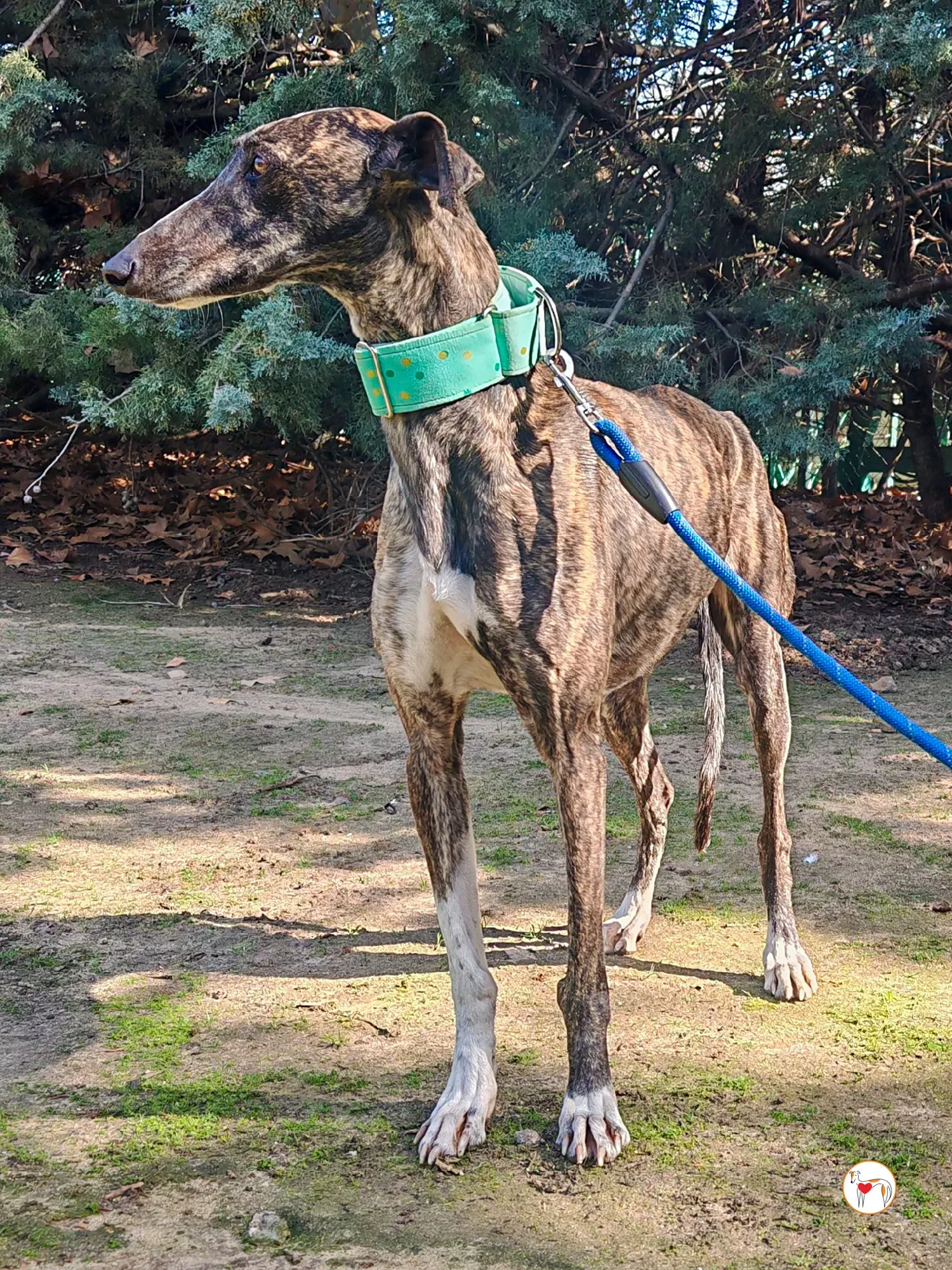 mia galgo adozione 02