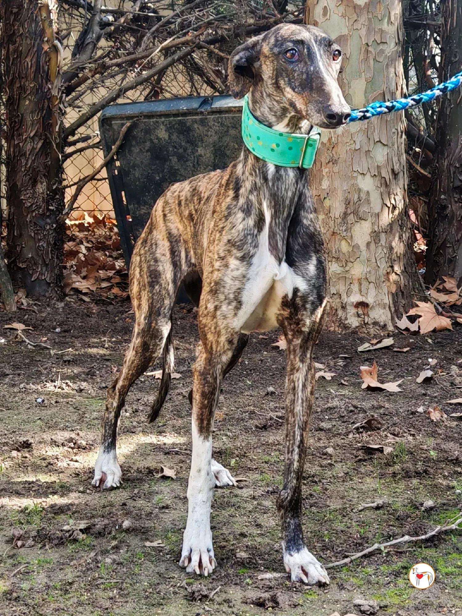 mia galgo adozione 03