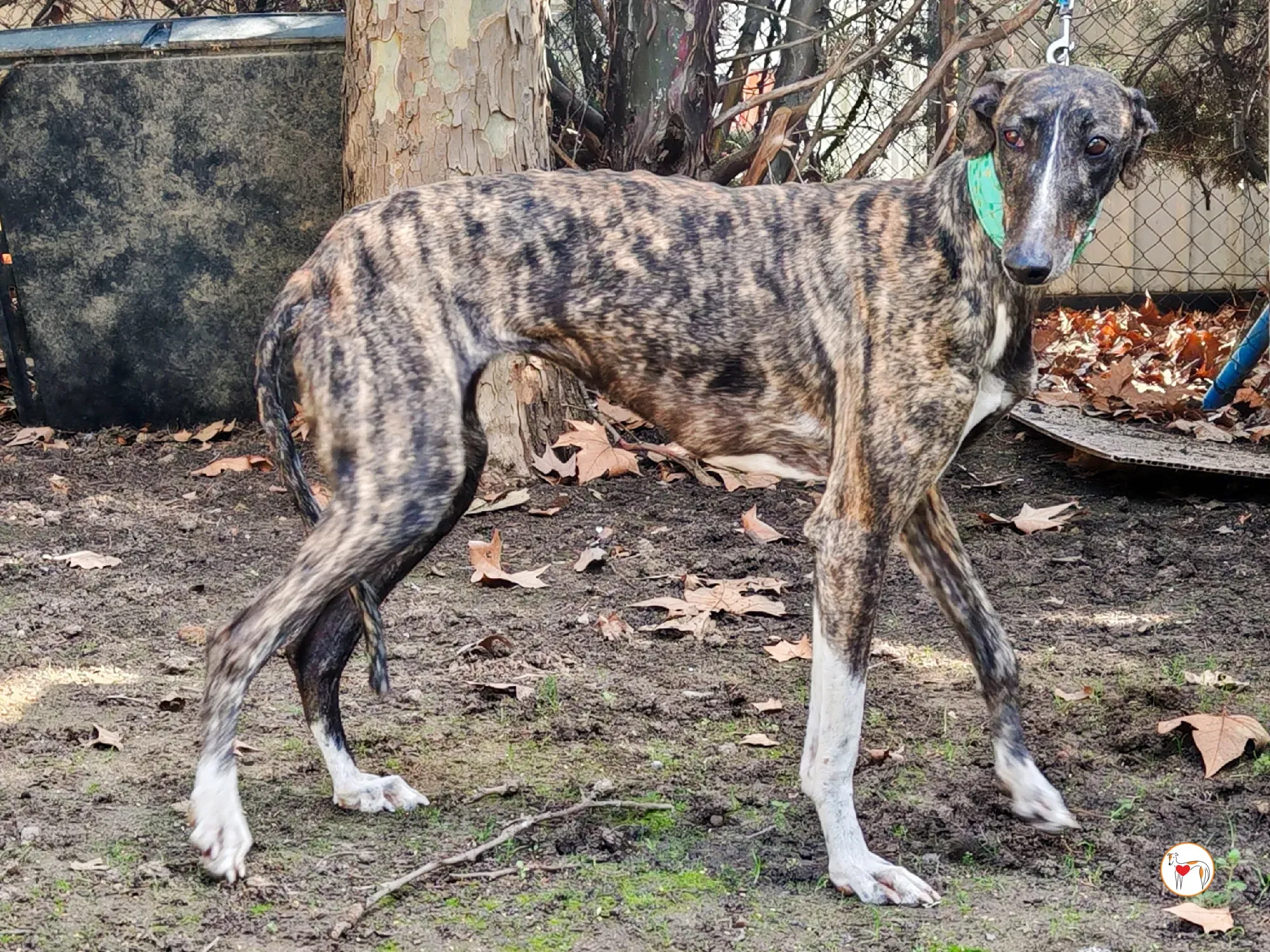 mia galgo adozione 04