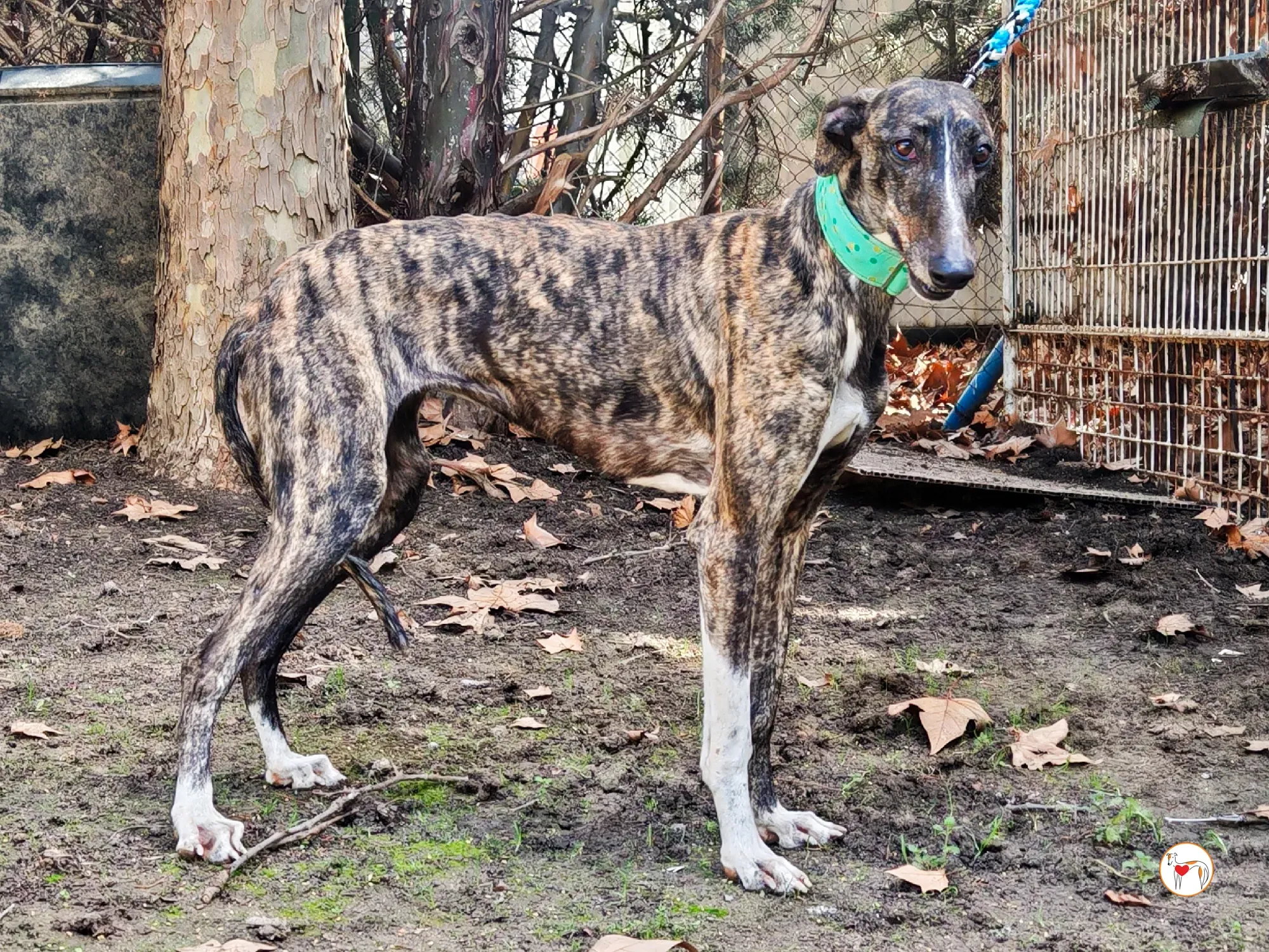 mia galgo adozione 05