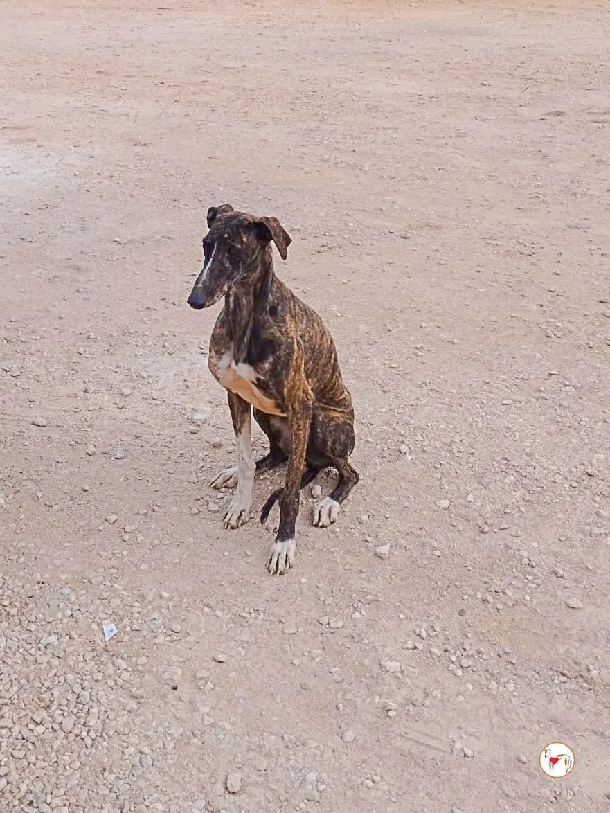 mia galgo adozione 06