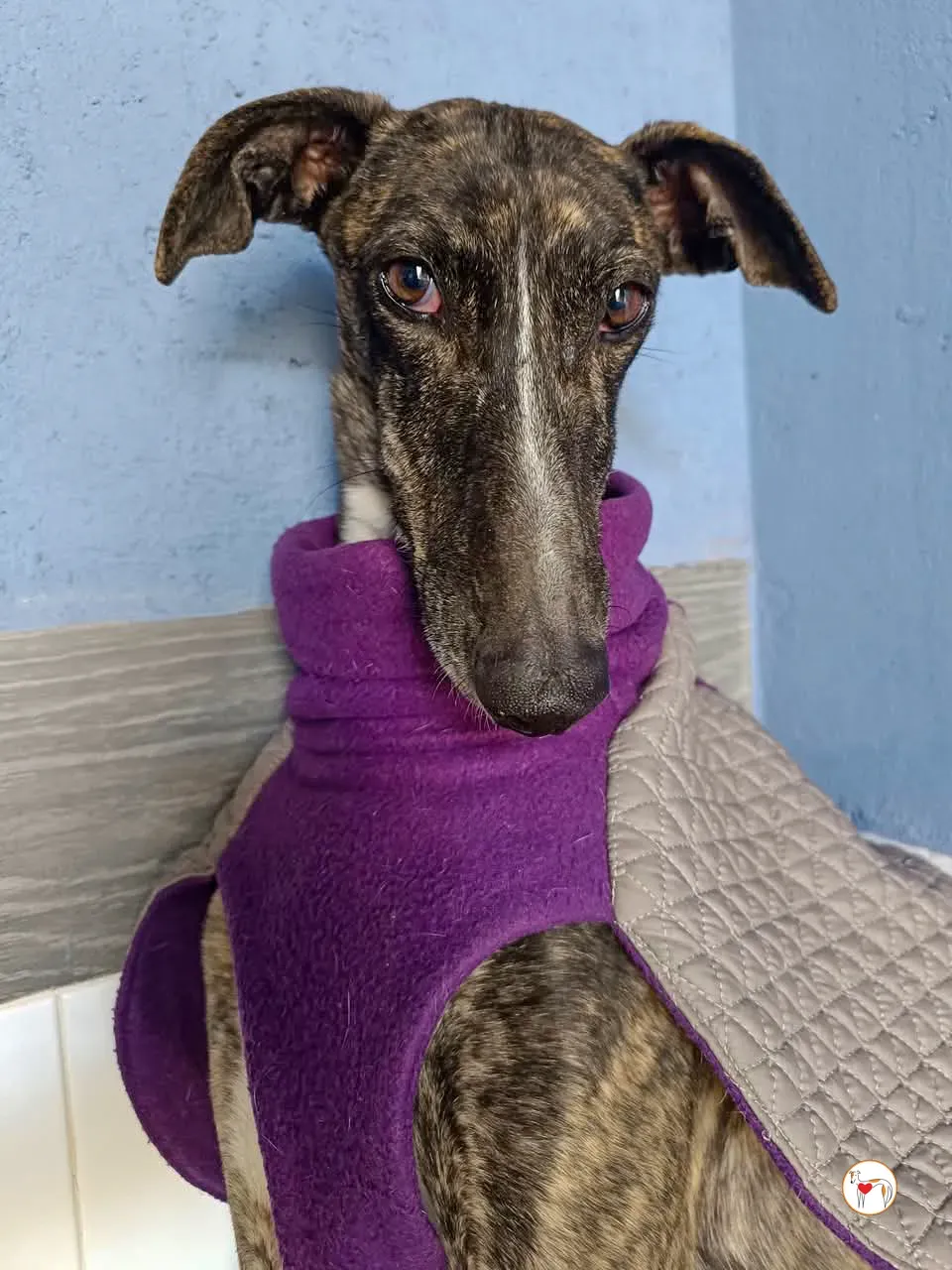 mia galgo adozione 07