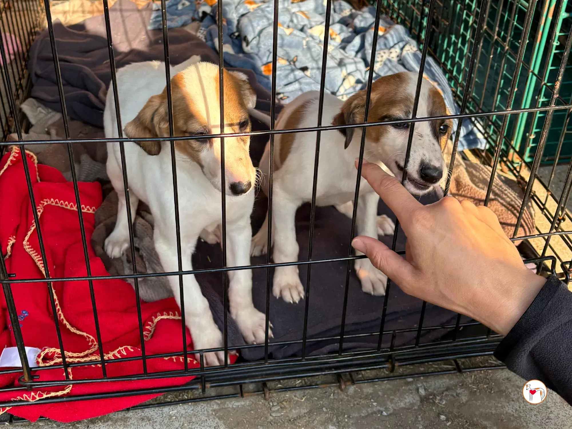 mia grey cucciolo adozione 02 1