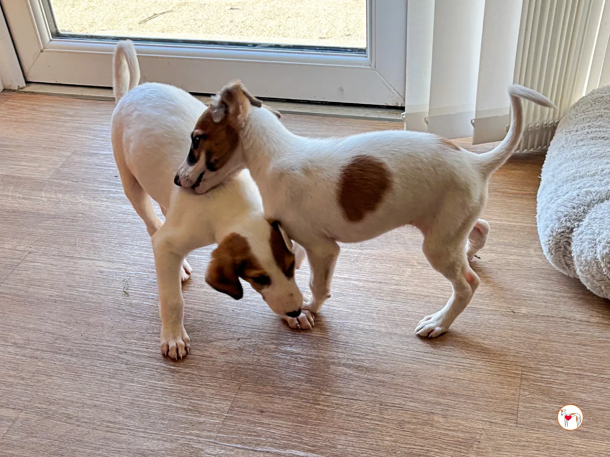 mia grey cucciolo adozione 03