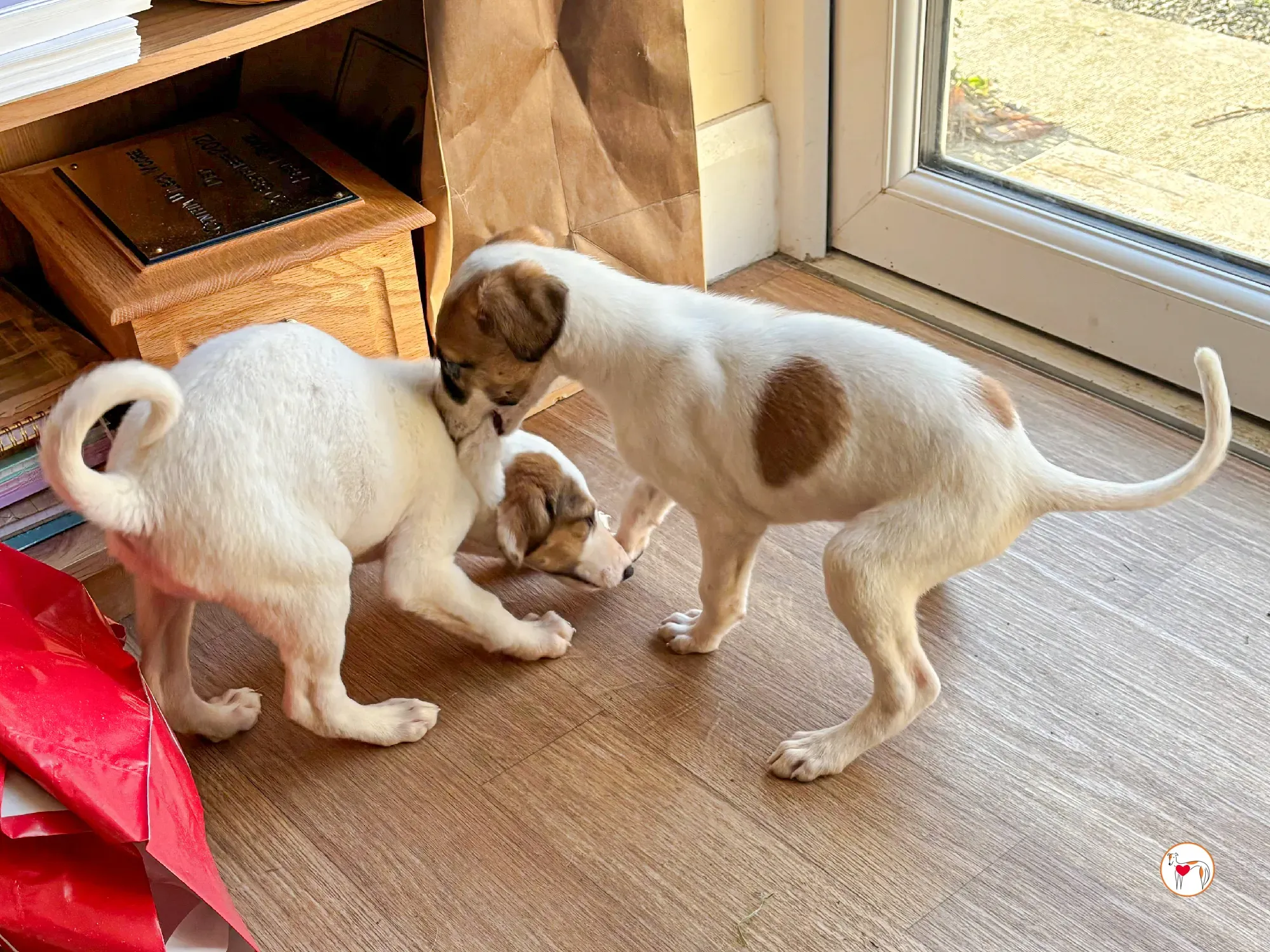 mia grey cucciolo adozione 04