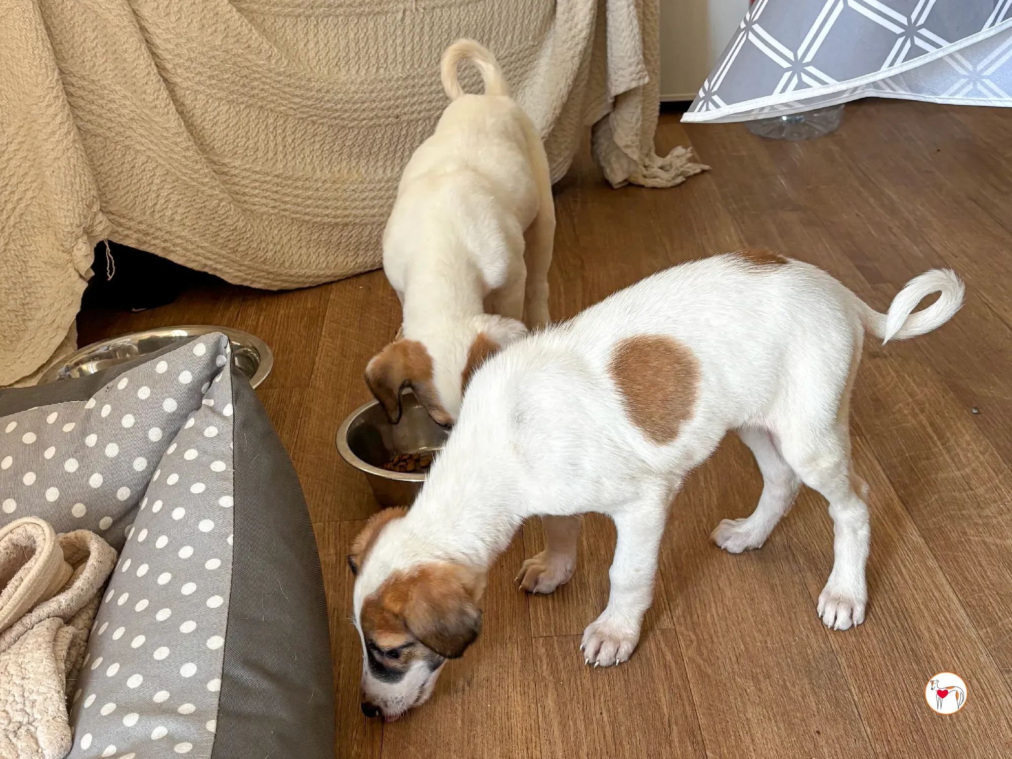 mia grey cucciolo adozione 05