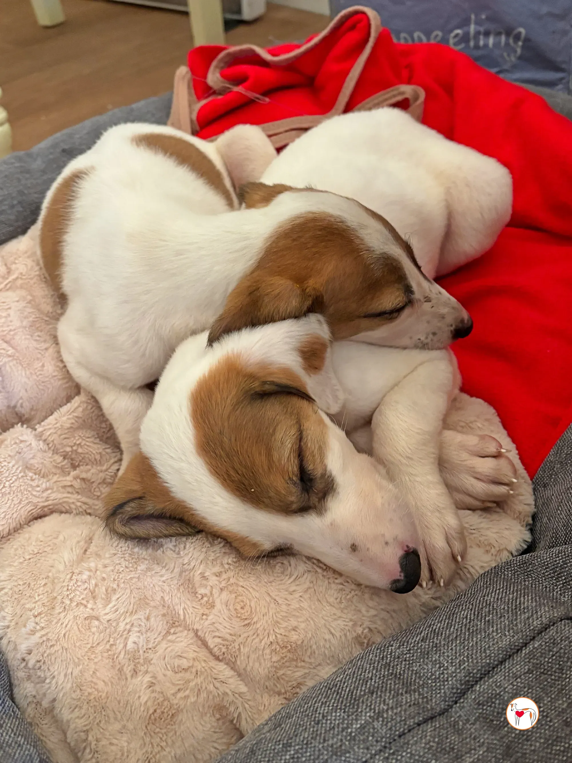 mia grey cucciolo adozione 06