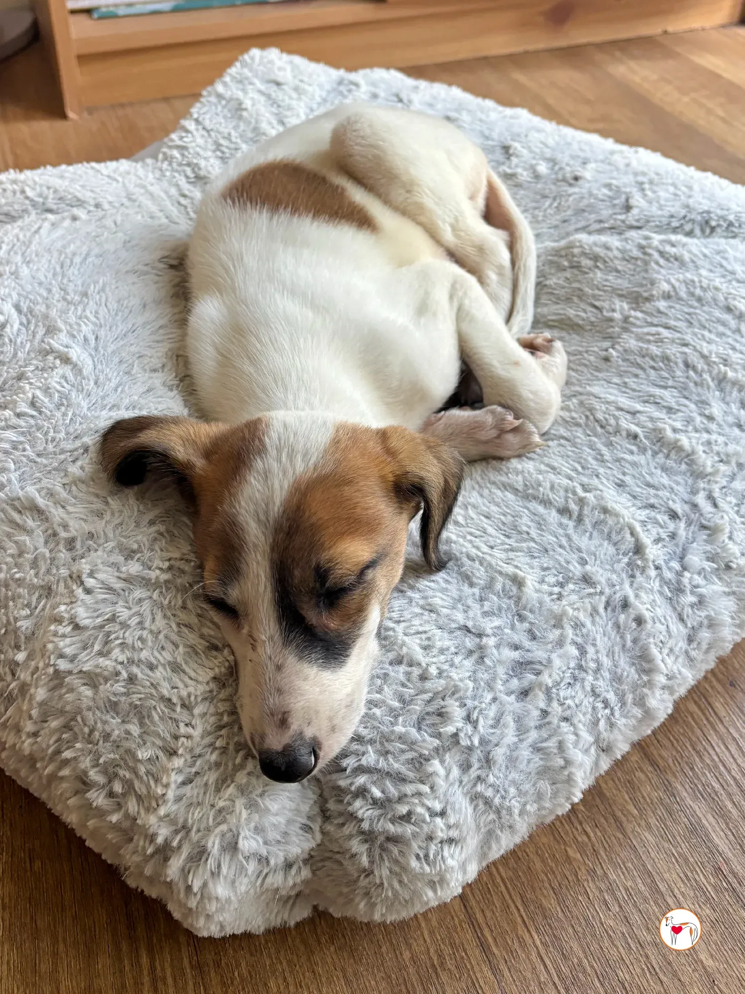 mia grey cucciolo adozione 07