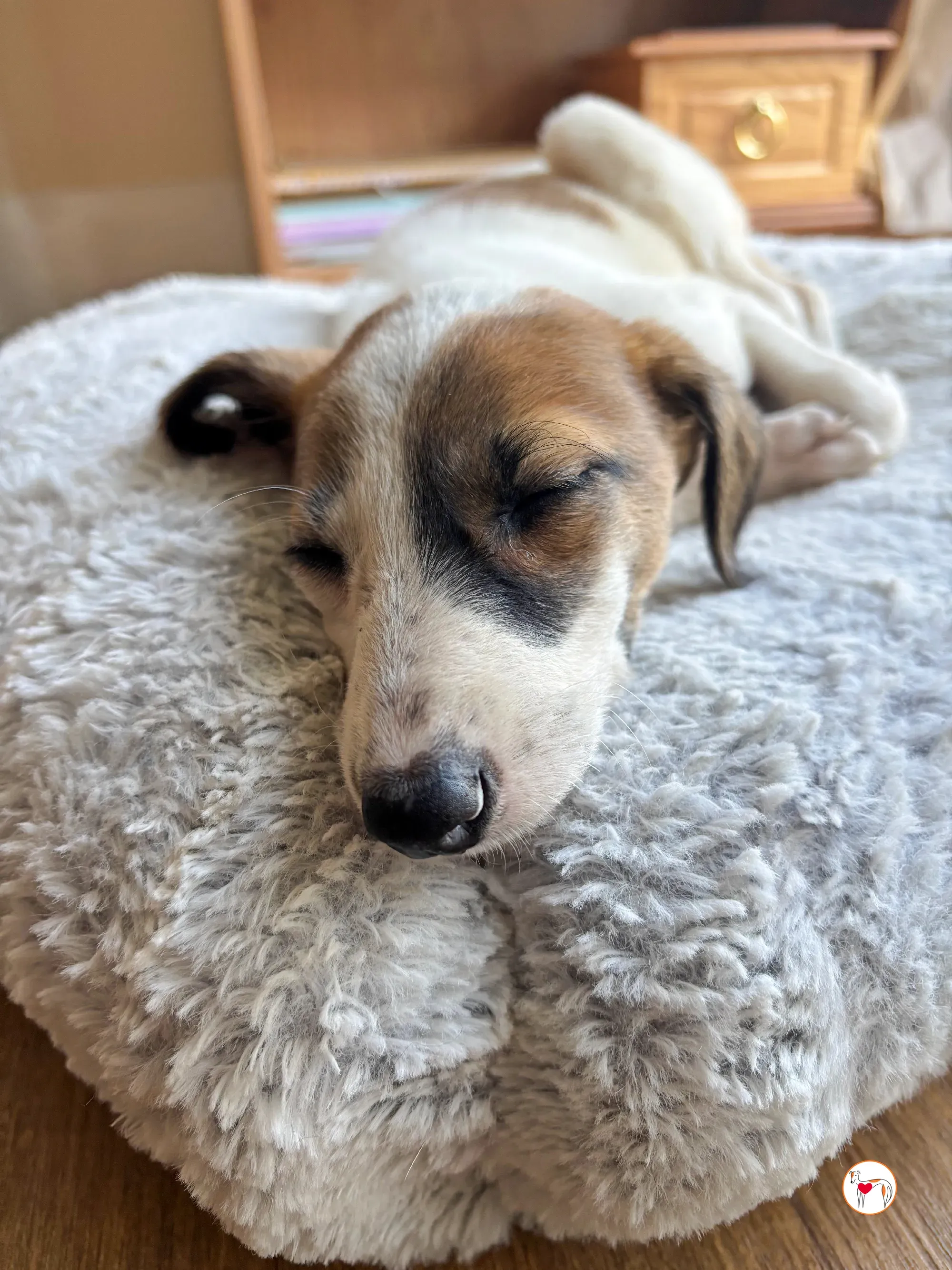 mia grey cucciolo adozione 08