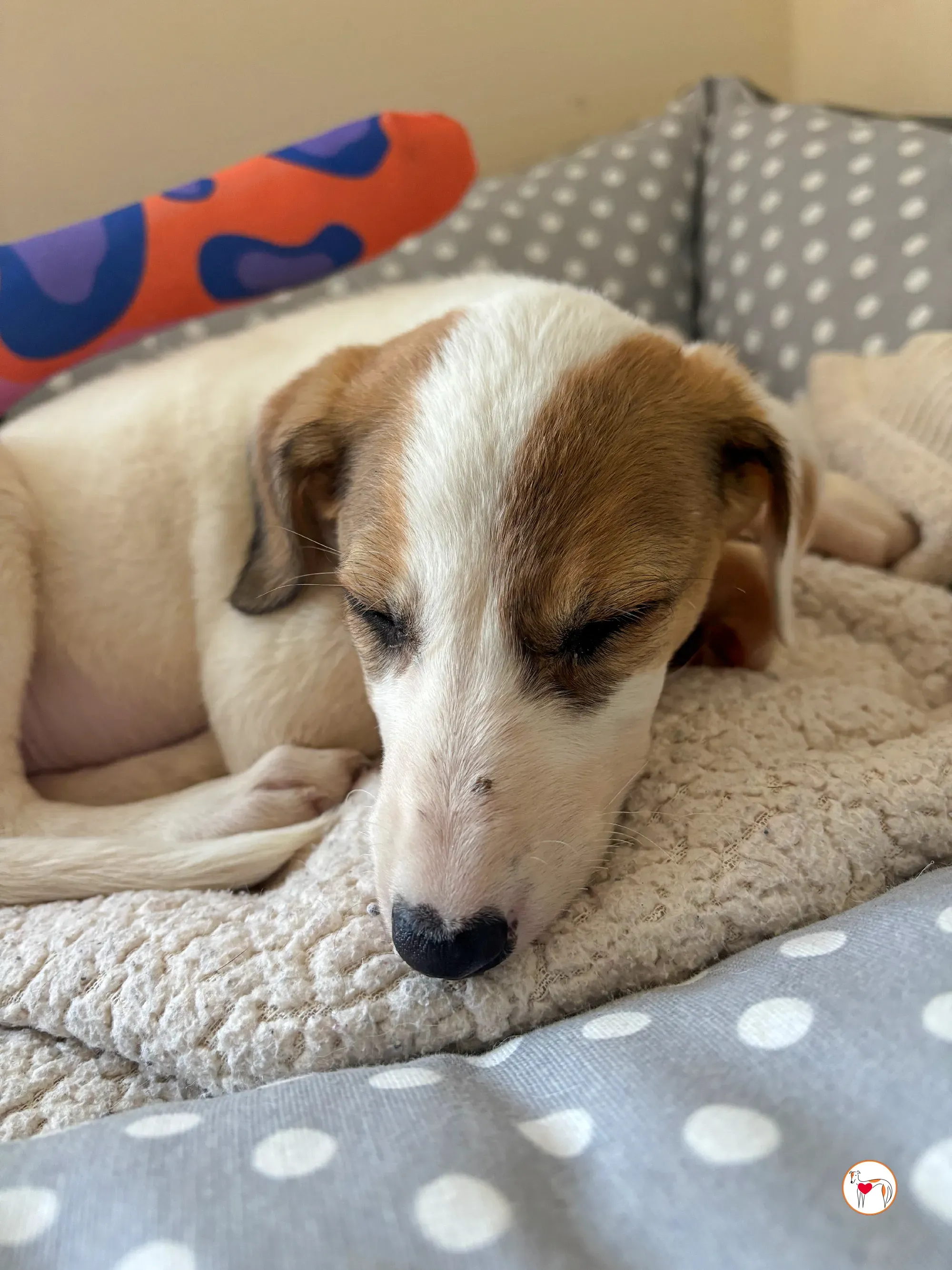 mia grey cucciolo adozione 09