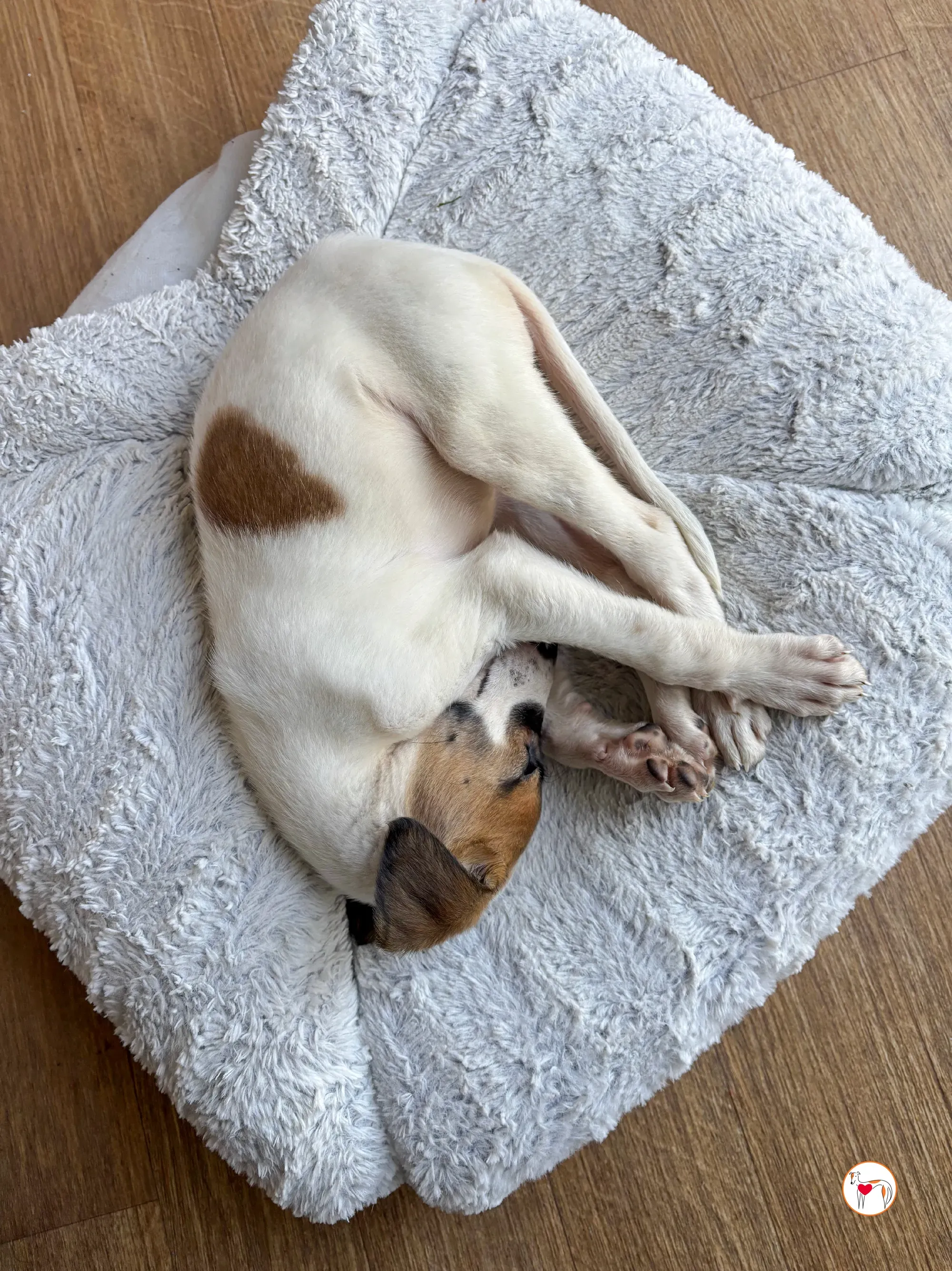 mia grey cucciolo adozione 10