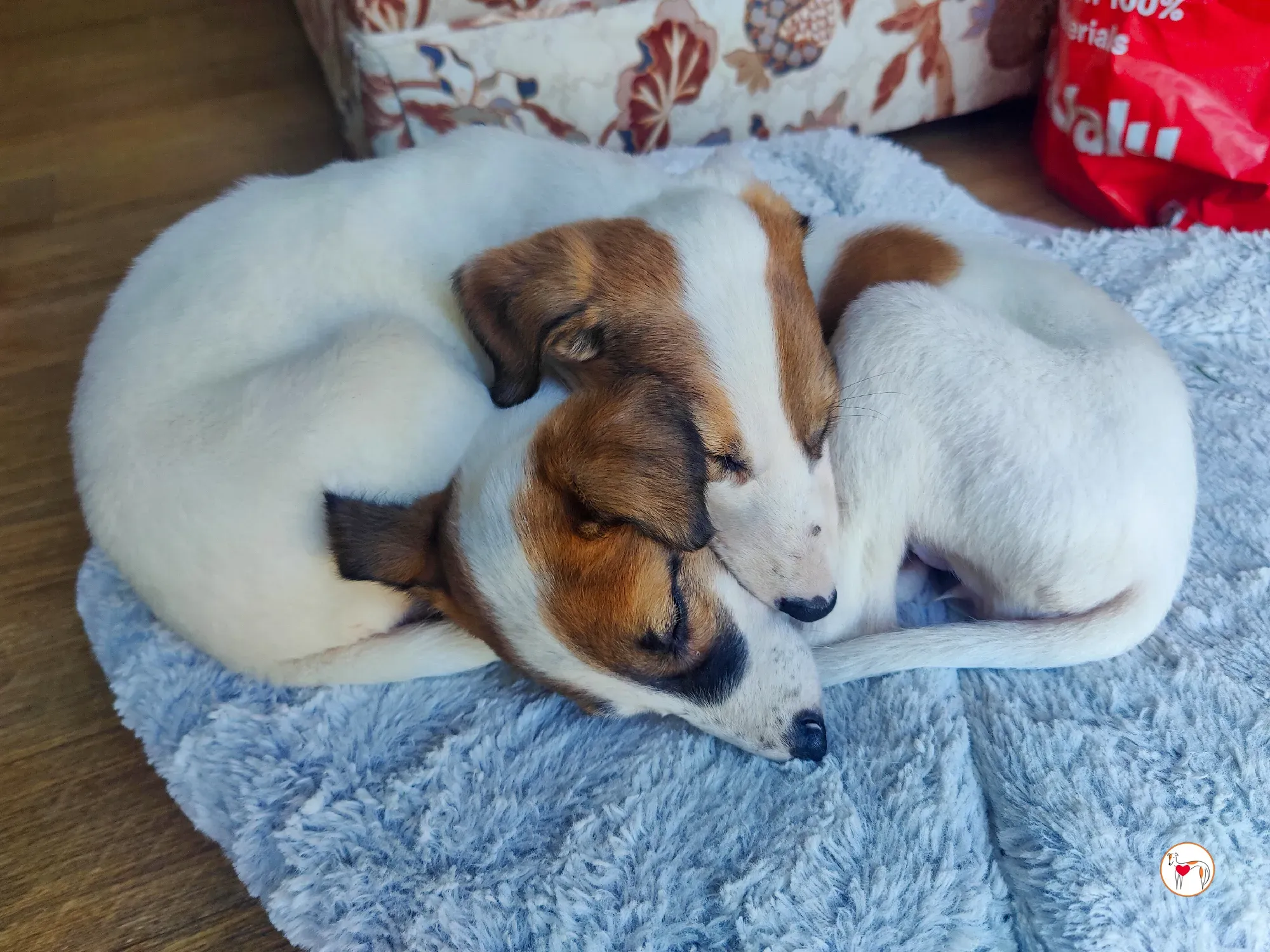 mia grey cucciolo adozione 11