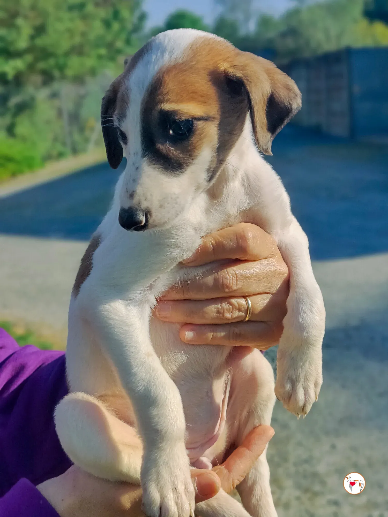 mia grey cucciolo adozione 12