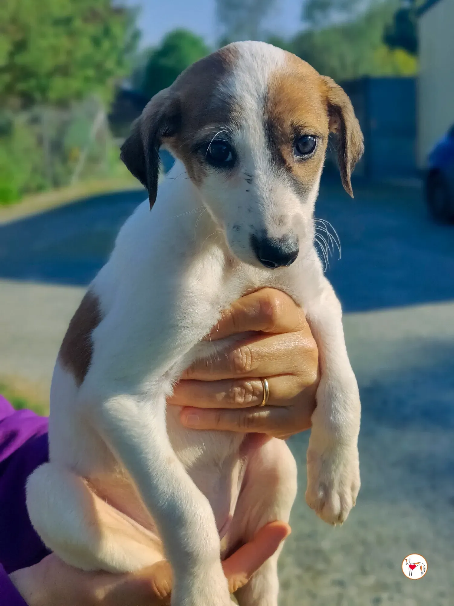 mia grey cucciolo adozione 13