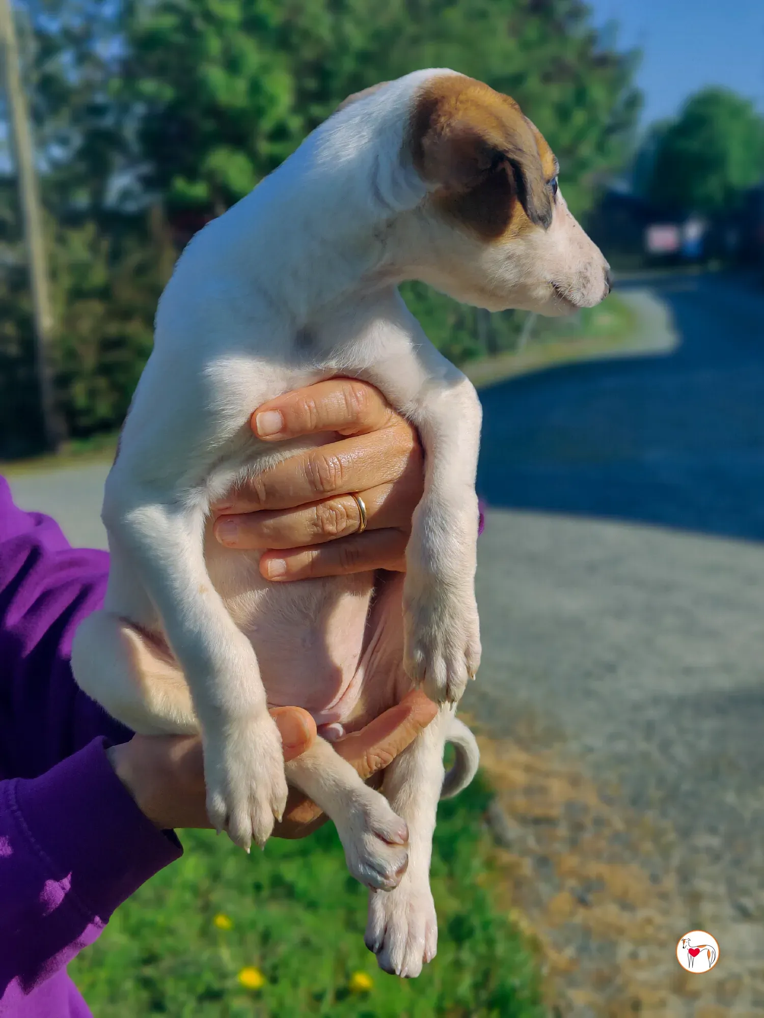 mia grey cucciolo adozione 14