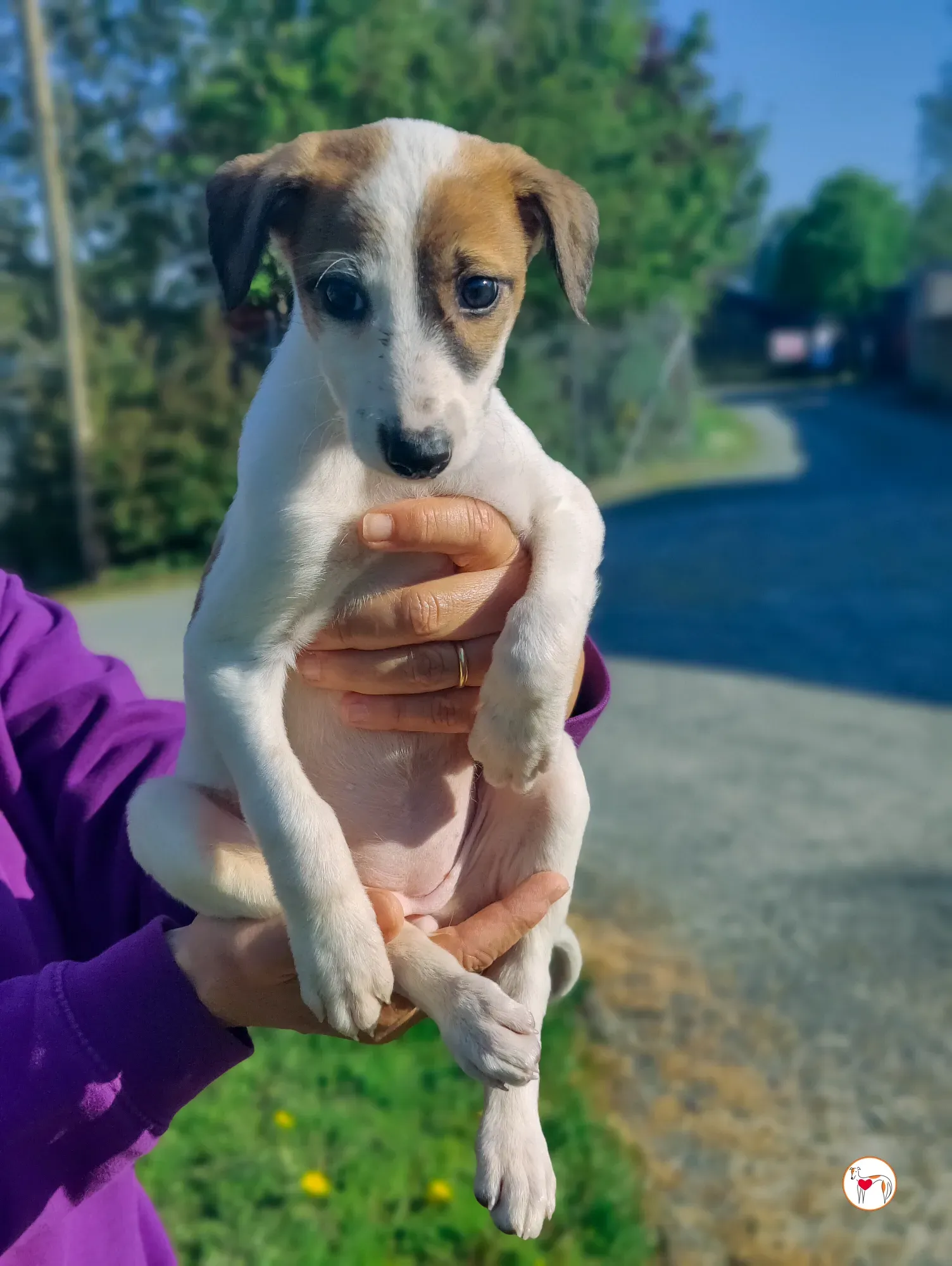 mia grey cucciolo adozione 15