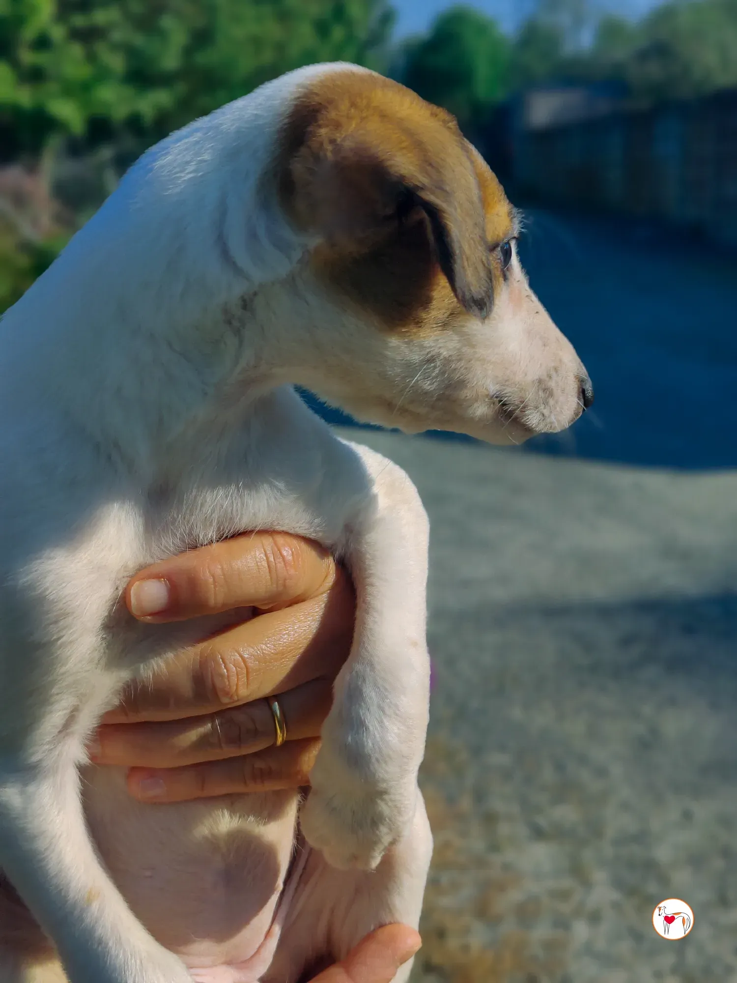 mia grey cucciolo adozione 16