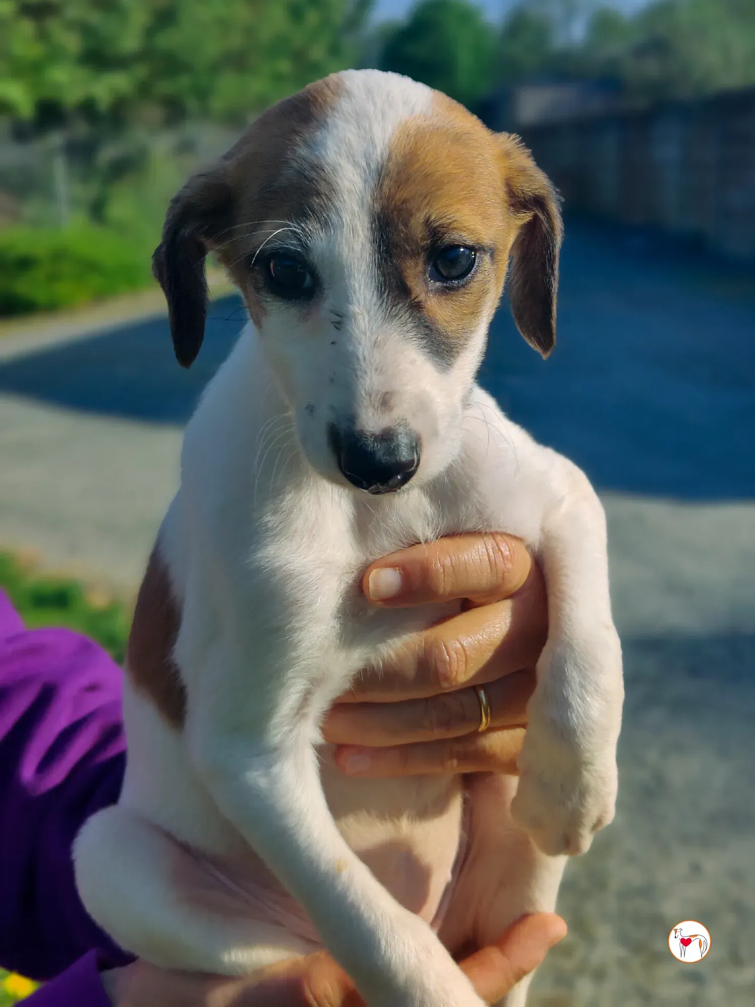 mia grey cucciolo adozione 17